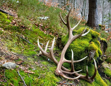 Miniatura: Sezon na „leśne złoto” rozpoczęty....