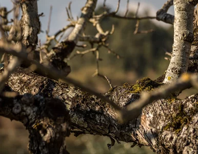 Miniatura: Owiń to wokół pnia teraz, a robaki same...