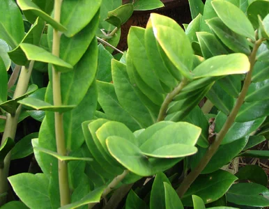 Miniatura: Zamiokulkas ma żółte liście? Sprytne...