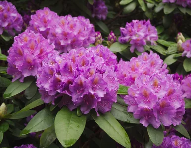 Miniatura: Usycha ci rododendron? Ten jeden błąd...