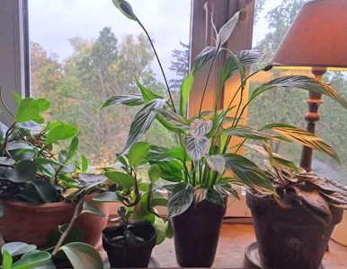 Miniatura: Połóż to na dnie doniczki, a skrzydłokwiat...