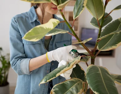 Miniatura: Odetnij liść, ale zostaw trochę brązowego....