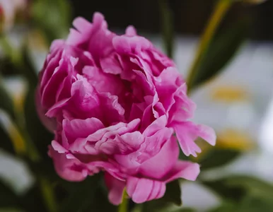 Miniatura: Obierz ziemniaki i zrób odżywkę dla...