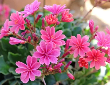 Miniatura: Ogrodowa twardzielka do zadań specjalnych...