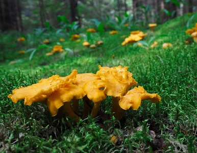 Miniatura: To miejsce to raj dla grzybiarzy. Kobiałka...