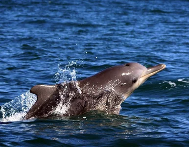 Miniatura: Delfiny skażone przez elektronikę. „To...