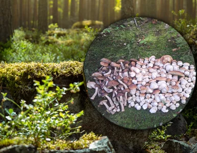 Miniatura: Złoty czas dla grzybiarzy. Polacy chwalą...