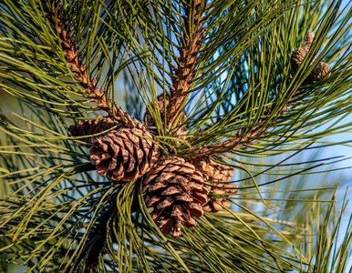 Miniatura: Nie wyrzucaj, to skarb ogrodników!...