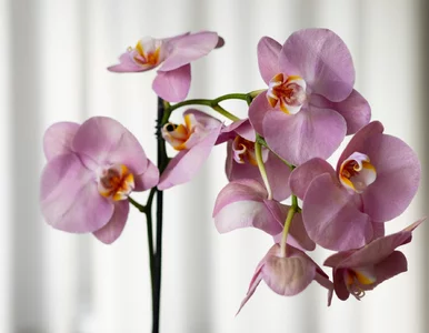 Miniatura: Płaska łyżeczka i storczyk rusza z...