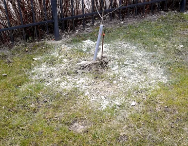 Miniatura: Zrób to w lutym, a trawnik zachwyci...