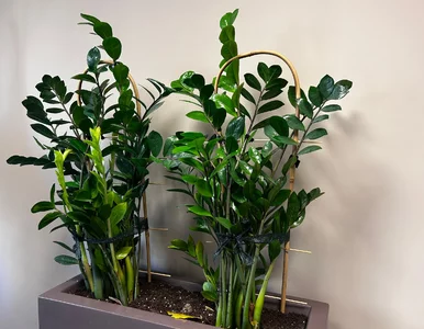 Miniatura: Zamiokulkas stoi w miejscu? Jeden składnik...