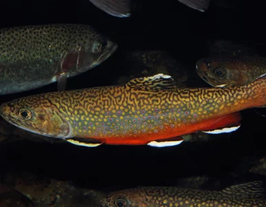 Miniatura: Padł nowy rekord, w środowisku wędkarskim...