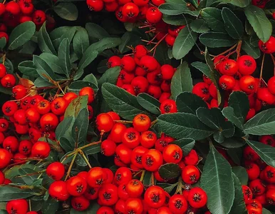 Miniatura: Twój ogród nie musi być szary zimą! 15...