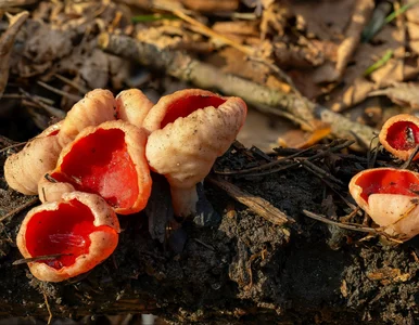 Miniatura: Jedne smakują jak rzodkiewka, inne jak...