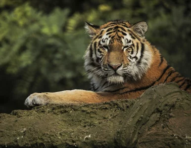 Miniatura: Niespodziewany prymus bioróżnorodności....