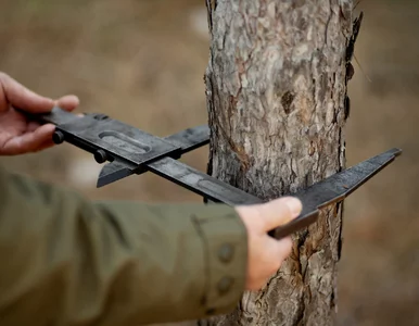 Miniatura: Wycinka drzew na własnej działce – które...