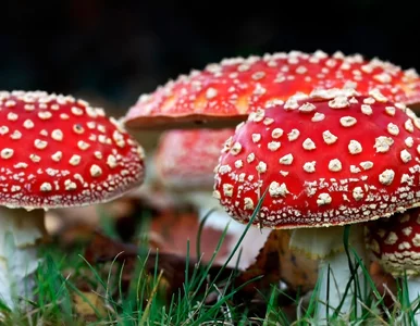 Miniatura: Moda na trujące grzyby? Ten trend może...