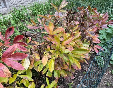 Miniatura: Nie zostawiaj jej bez opieki. Zadbasz w...