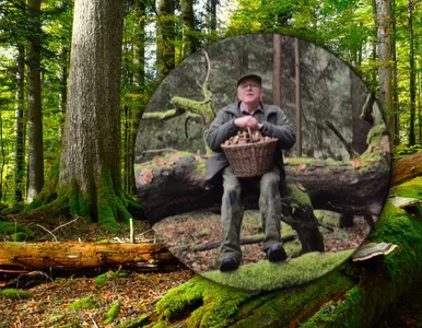 Miniatura: Sezon na grzyby jeszcze się nie skończył....