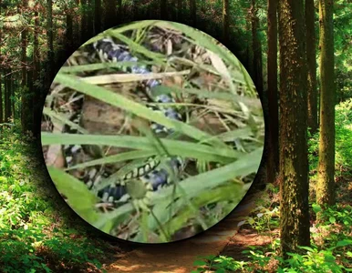 Miniatura: Leśnicy opublikowali poruszające nagranie....