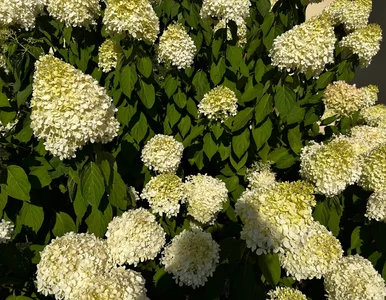 Miniatura: Japoński sposób na hortensje. Zostały...