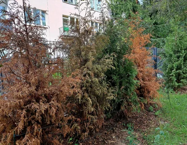 Miniatura: Zapomnij o tujach. Ten krzew rośnie...