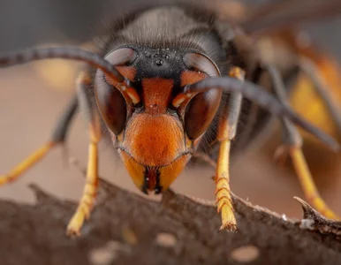 Miniatura: Atak szerszeni azjatyckich. Wśród...
