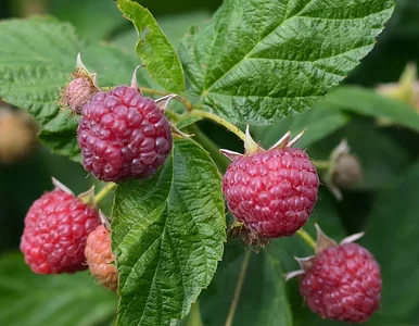 Miniatura: Rozsyp cienką warstwę pod malinami wiosną....