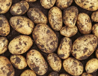 Miniatura: Ukradli rolnikowi 150 ton ziemniaków....