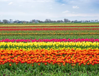 Miniatura: To może być najpiękniejsza polska wieś....