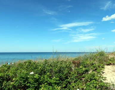 Miniatura: Ten kierunek króluje wiosną. Polacy...