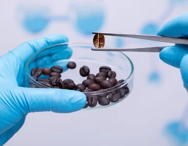 Miniatura: Pijesz kawę codziennie? Naukowcy...