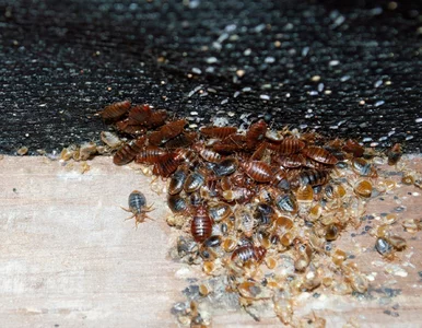 Miniatura: Niezniszczalne pluskwy? Nowa mutacja daje...