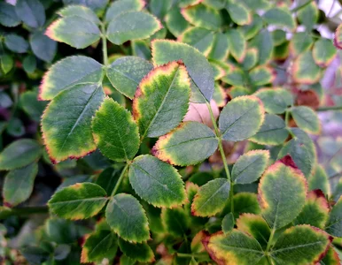 Miniatura: Chloroza niszczy róże. Żółte liście to...