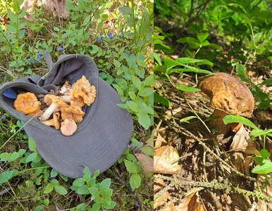 Miniatura: Oto „regulamin” grzybobrania. Leśnicy...