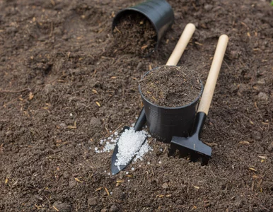 Miniatura: Rozsyp jesienią biały proszek w ogrodzie,...