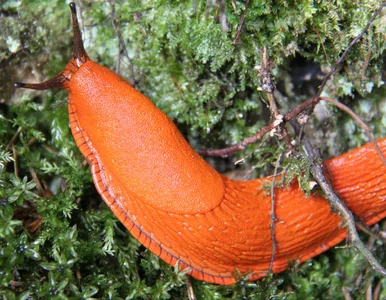 Miniatura: Ślimaki zjadały wszystko. Aż opryskałam...