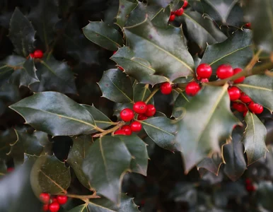 Miniatura: Rośnie nawet 100 lat. Popełnij jeden błąd,...