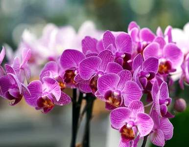 Miniatura: Zmieniłam sposób podlewania storczyków i...