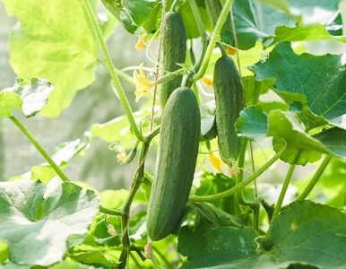 Miniatura: Zawsze wlewam to pod ogórki. W sezonie mam...