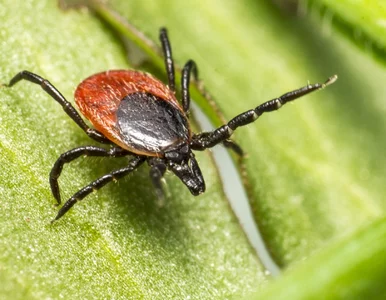 Miniatura: Czy czeka nas inwazja kleszczy tej wiosny?...