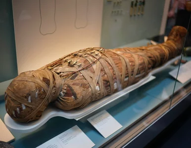 Miniatura: Szokujące odkrycie naukowców. Nie mogli...