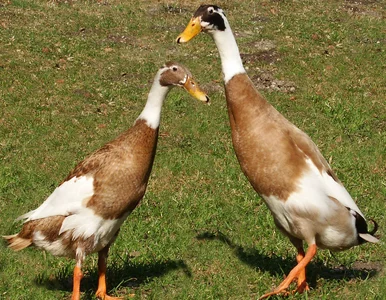 Miniatura: Sympatyczne, skuteczne i do wypożyczenia....