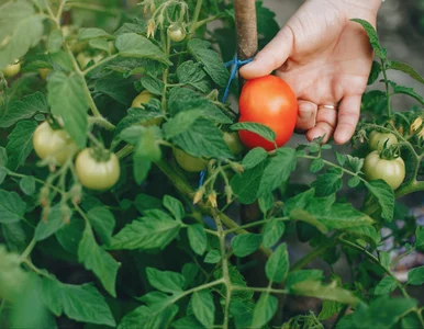 Miniatura: Uprawiam pomidory bez grama chemii. Plony...