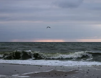 Miniatura: Nad Bałtyk jeżdżą tylko w lutym i w marcu....
