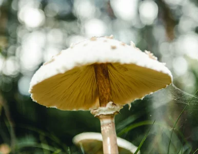 Miniatura: Toksykolożka bije na alarm. „Ryzyko...