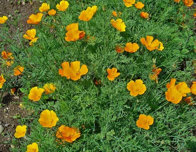 Miniatura: Ogród pełen kwiatów od wiosny? Zrób to...