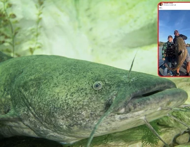 Miniatura: 11-latek złowił rybnego potwora, miałby...
