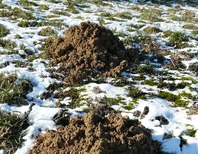 Miniatura: Wlej to do kopca, a znikną w kilka dni....