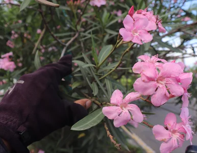 Miniatura: Co zrobić z oleandrem przed zimą?...